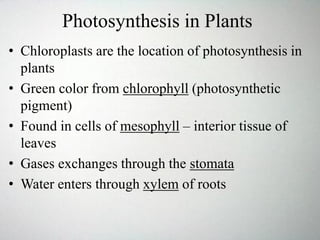 Photosynthesis in Plants
• Chloroplasts are the location of photosynthesis in
plants
• Green color from chlorophyll (photosynthetic
pigment)
• Found in cells of mesophyll – interior tissue of
leaves
• Gases exchanges through the stomata
• Water enters through xylem of roots
 