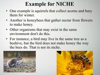 • One example is squirrels that collect acorns and bury
them for winter.
• Another is honeybees that gather nectar from flowers
to make honey.
• Other organisms that may exist in the same
environment don't do this.
• For instance, a bird may live in the same tree as a
beehive, but the bird does not make honey the way
the bees do. That is not its niche.
Example for NICHE
 