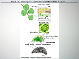 Figure 10.2 Focusing in on the location of photosynthesis in a plant
 