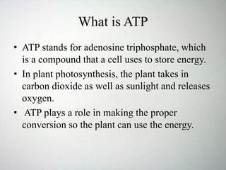 What is ATP
• ATP stands for adenosine triphosphate, which
is a compound that a cell uses to store energy.
• In plant photosynthesis, the plant takes in
carbon dioxide as well as sunlight and releases
oxygen.
• ATP plays a role in making the proper
conversion so the plant can use the energy.
 
