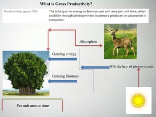 Gaining energy
Gaining biomass
With the help of photosynthesis
Per unit area or time
Absorption
What is Gross Productivity?
 