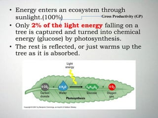 • Energy enters an ecosystem through
sunlight.(100%)
• Only 2% of the light energy falling on a
tree is captured and turned into chemical
energy (glucose) by photosynthesis.
• The rest is reflected, or just warms up the
tree as it is absorbed.
Gross Productivity (GP)
 