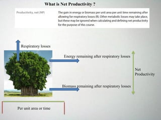 What is Net Productivity ?
Energy remaining after respiratory losses
Per unit area or time
Respiratory losses
Biomass remaining after respiratory losses
Net
Productivity
 