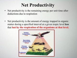 Net Productivity
• Net productivity is the remaining energy per unit time after
deductions due to respiration
• Net productivity is the amount of energy trapped in organic
matter during a specified interval at a given tropic level less
that lost by the respiration of the organisms at that level.
 