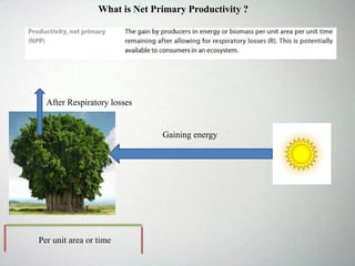 What is Net Primary Productivity ?
Per unit area or time
After Respiratory losses
Gaining energy
 