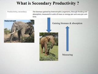 What is Secondary Productivity ?
Gaining biomass & absorption
Measuring
 