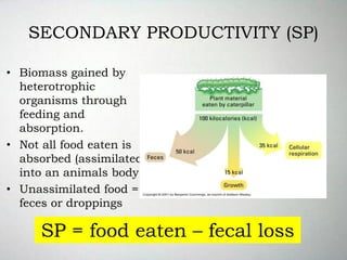 SECONDARY PRODUCTIVITY (SP)
• Biomass gained by
heterotrophic
organisms through
feeding and
absorption.
• Not all food eaten is
absorbed (assimilated)
into an animals body.
• Unassimilated food =
feces or droppings
SP = food eaten – fecal loss
 