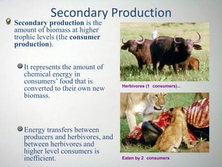 Secondary production is the
amount of biomass at higher
trophic levels (the consumer
production).
It represents the amount of
chemical energy in
consumers’ food that is
converted to their own new
biomass.
Energy transfers between
producers and herbivores, and
between herbivores and
higher level consumers is
inefficient.
Secondary Production
Herbivores (1 consumers)...
Eaten by 2 consumers
 