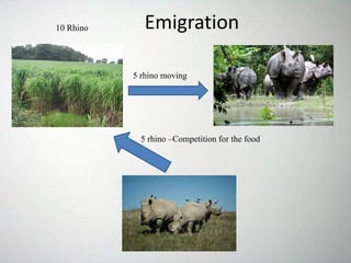 10 Rhino
5 rhino moving
5 rhino –Competition for the food
Emigration
 