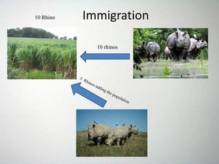 10 Rhino
10 rhinos
Immigration
 