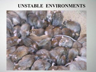 UNSTABLE ENVIRONMENTS
 