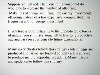• Suppose you stayed. Then, one thing you could do
would be to increase the number of offspring.
• Make lots of cheap (requiring little energy investment)
offspring instead of a few expensive, complicated ones
(requiring a lot of energy investment).
• If you lose a lot of offspring to the unpredictable forces
of nature, you still have some left to live to reproductive
age and pass on your genes to future generations.
• Many invertebrates follow this strategy - lots of eggs are
produced and larvae are formed but only a few survive
to produce mature, reproductive adults. Many insects
and spiders also follow this strategy.
 
