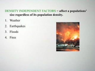 DENSITY INDEPENDENT FACTORS = affect a populations’
size regardless of its population density.
1. Weather
2. Earthquakes
3. Floods
4. Fires
 