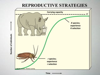 Numberofindividuals
Time
Carrying capacity
K species;
experience
K selection
r species;
experience
r selection
K
REPRODUCTIVE STRATEGIES
 
