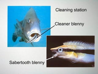 Cleaning station
Sabertooth blenny
Cleaner blenny
 