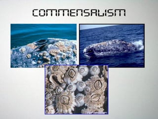 Commensalism
 