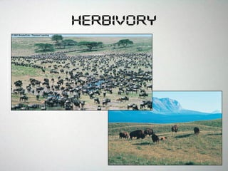 Herbivory
 