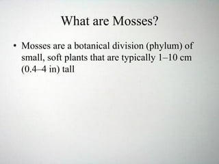 What are Mosses?
• Mosses are a botanical division (phylum) of
small, soft plants that are typically 1–10 cm
(0.4–4 in) tall
 