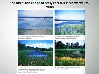 the succession of a pond ecosystem to a meadow over 250
years.
 