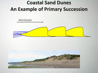 Coastal Sand Dunes
An Example of Primary Succession
 