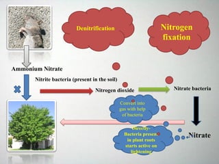Ammonium Nitrate
Nitrogen dioxide
Nitrite bacteria (present in the soil)
Nitrate bacteria
Nitrate
Directly-
Bacteria present
in plant roots
starts active on
lightening
Convert into
gas with help
of bacteria
Nitrogen
fixation
Denitrification
 