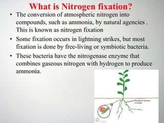 • The conversion of atmospheric nitrogen into
compounds, such as ammonia, by natural agencies .
This is known as nitrogen fixation
• Some fixation occurs in lightning strikes, but most
fixation is done by free-living or symbiotic bacteria.
• These bacteria have the nitrogenase enzyme that
combines gaseous nitrogen with hydrogen to produce
ammonia.
What is Nitrogen fixation?
 