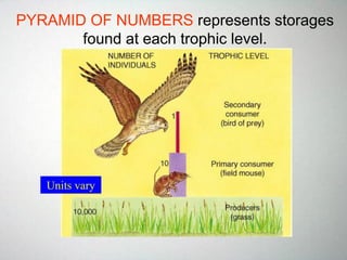 PYRAMID OF NUMBERS represents storages
found at each trophic level.
Units vary
 