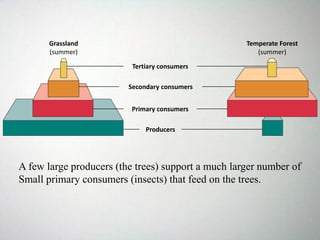 Grassland
(summer)
Temperate Forest
(summer)
Producers
Primary consumers
Secondary consumers
Tertiary consumers
A few large producers (the trees) support a much larger number of
Small primary consumers (insects) that feed on the trees.
 