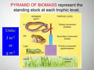 PYRAMID OF BIOMASS represent the
standing stock at each trophic level.
Units:
J m-2
or
g m-2
 