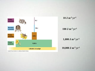 producers
10 J m-2 yr-1
100 J m-2 yr-1
1,000 J m-2 yr-1
10,000 J m-2 yr-1
 