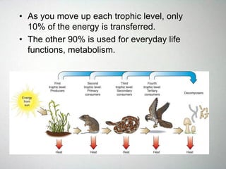 • As you move up each trophic level, only
10% of the energy is transferred.
• The other 90% is used for everyday life
functions, metabolism.
 