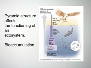 Pyramid structure
affects
the functioning of
an
ecosystem.
Bioaccumulation
 