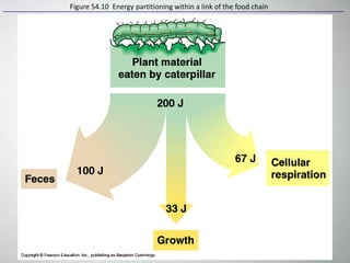 Figure 54.10 Energy partitioning within a link of the food chain
 