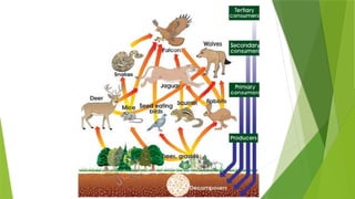 Ecosystem and it's characters [Recovered] 12.pptx