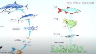 Ecosystem and it's characters [Recovered] 12.pptx