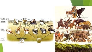 Ecosystem and it's characters [Recovered] 12.pptx