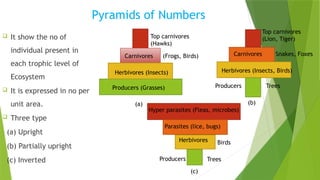 Ecosystem and it's characters [Recovered] 12.pptx