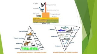 Ecosystem and it's characters [Recovered] 12.pptx