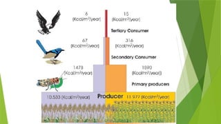 Ecosystem and it's characters [Recovered] 12.pptx