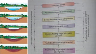 Ecosystem and it's characters [Recovered] 12.pptx