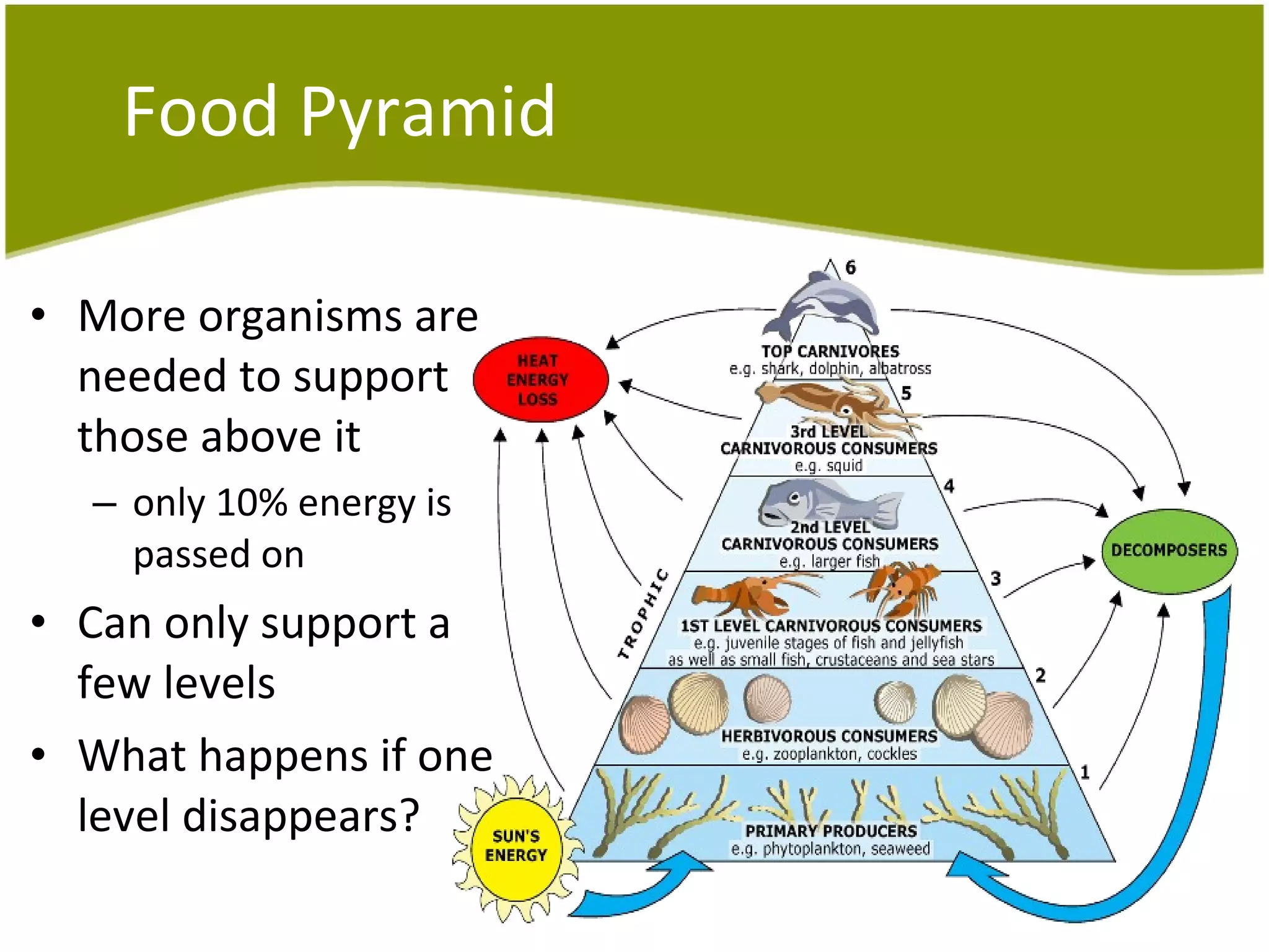 Food Pyramid More organisms are needed to support those above it only 10% energy is passed on Can only support a few levels  What happens if one level disappears? 
