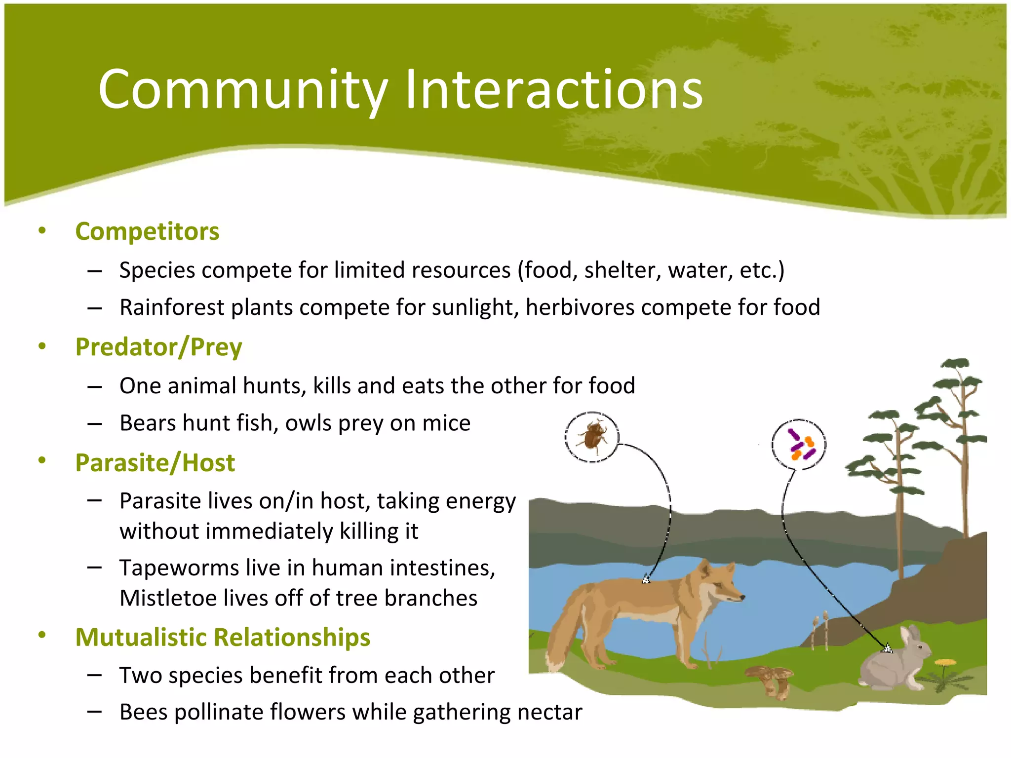Competitors Species compete for limited resources (food, shelter, water, etc.)  Rainforest plants compete for sunlight, herbivores compete for food   Predator/Prey One animal hunts, kills and eats the other for food Bears hunt fish, owls prey on mice Community Interactions Parasite/Host Parasite lives on/in host, taking energy without immediately killing it  Tapeworms live in human intestines, Mistletoe lives off of tree branches Mutualistic Relationships Two species benefit from each other  Bees pollinate flowers while gathering nectar   