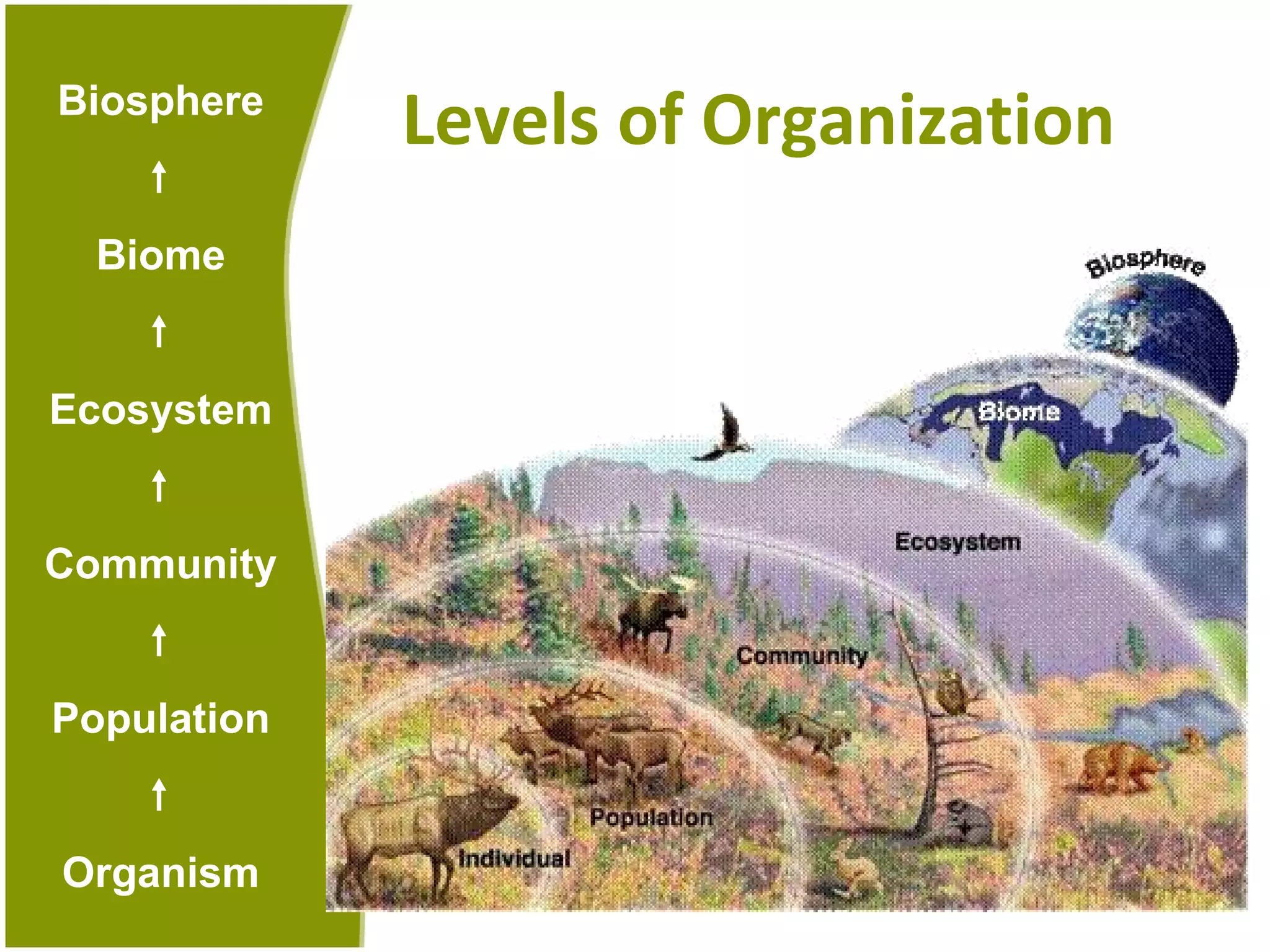 Levels of Organization Biosphere  Biome  Ecosystem  Community  Population  Organism 