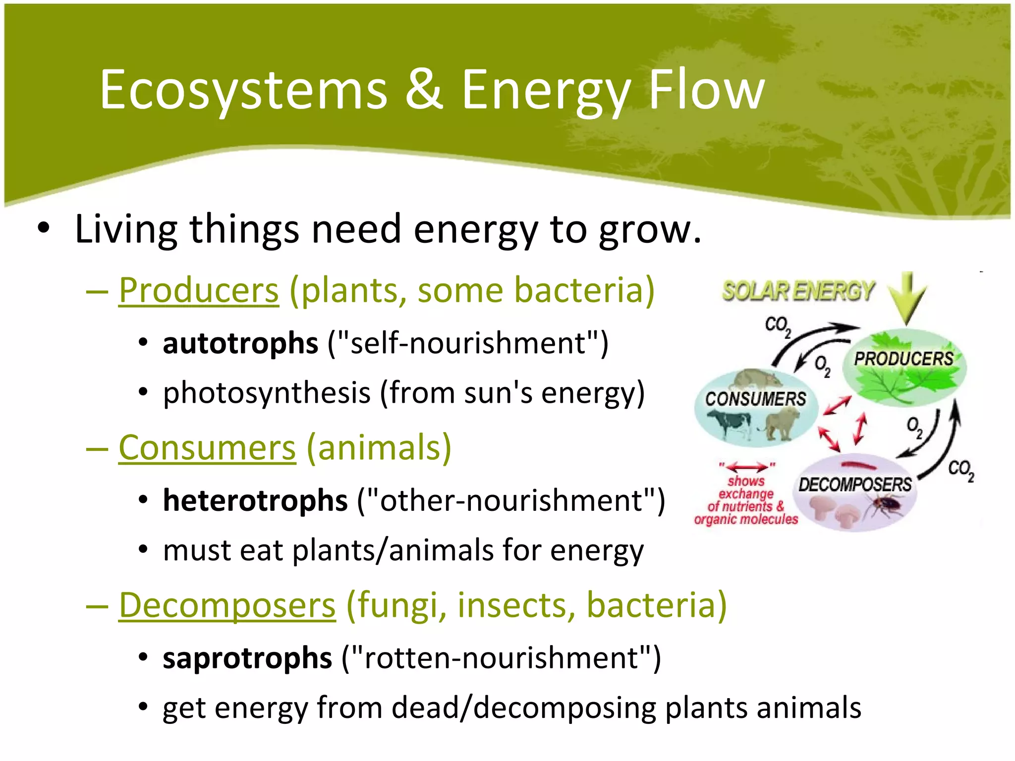 Ecosystems & Energy Flow Living things need energy to grow. Producers  (plants, some bacteria) autotrophs  ("self-nourishment") photosynthesis (from sun's energy) Consumers  (animals) heterotrophs  ("other-nourishment") must eat plants/animals for energy Decomposers  (fungi, insects, bacteria) saprotrophs  ("rotten-nourishment")  get energy from dead/decomposing plants animals 