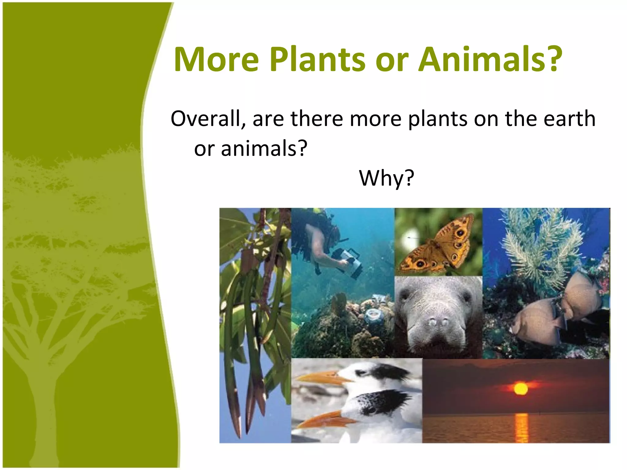 More Plants or Animals? Overall, are there more plants on the earth or animals? Why? 