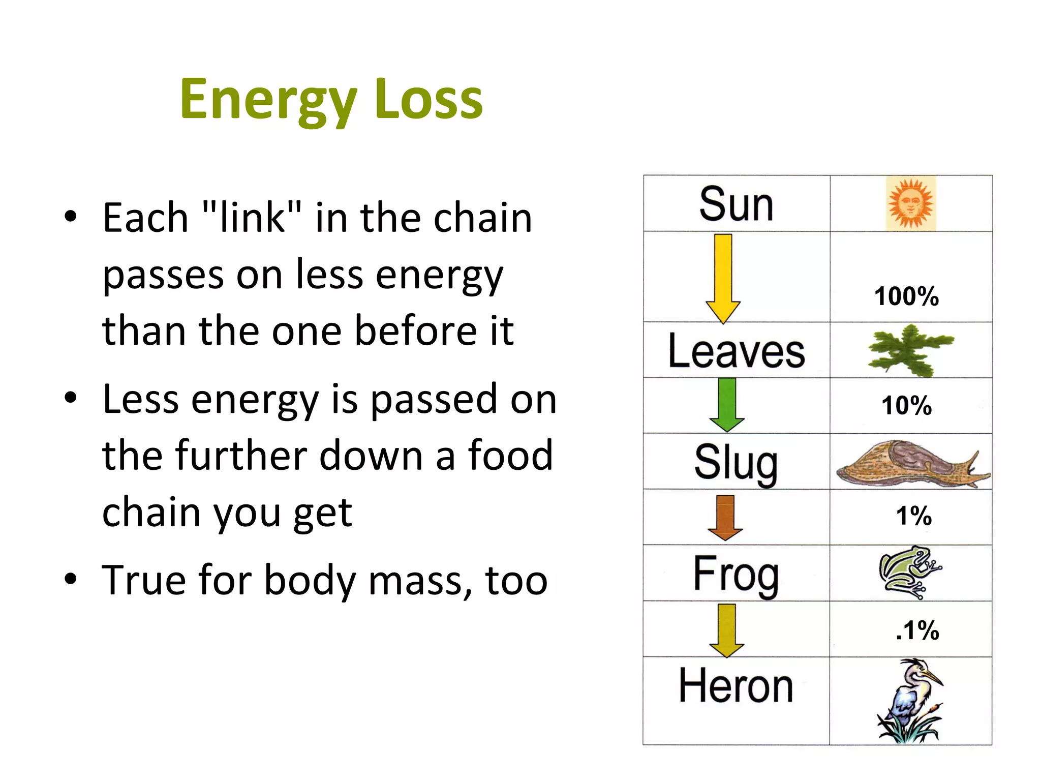 Energy   Loss Each "link" in the chain passes on less energy than the one before it Less energy is passed on the further down a food chain you get True for body mass, too 100% 10% 1% .1% 