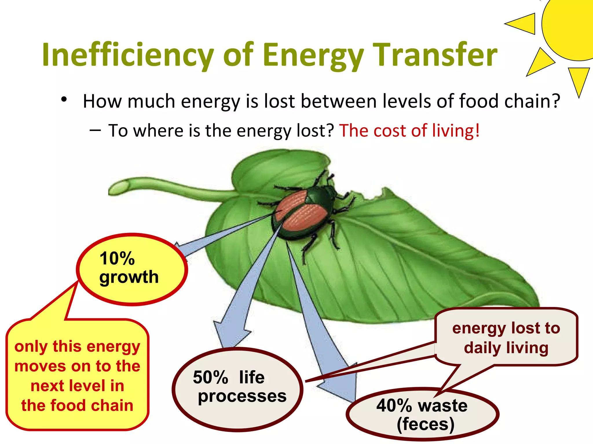 Inefficiency of Energy Transfer How much energy is lost between levels of food chain? To where is the energy lost?  The cost of living! only this energy moves on to the  next level in  the food chain 10% growth 40% waste (feces) 50%  life processes energy lost to daily living energy lost to daily living 