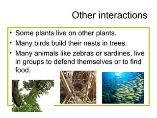 Other interactions
• Some plants live on other plants.
• Many birds build their nests in trees.
• Many animals like zebras or sardines, live
  in groups to defend themselves or to find
  food.
 