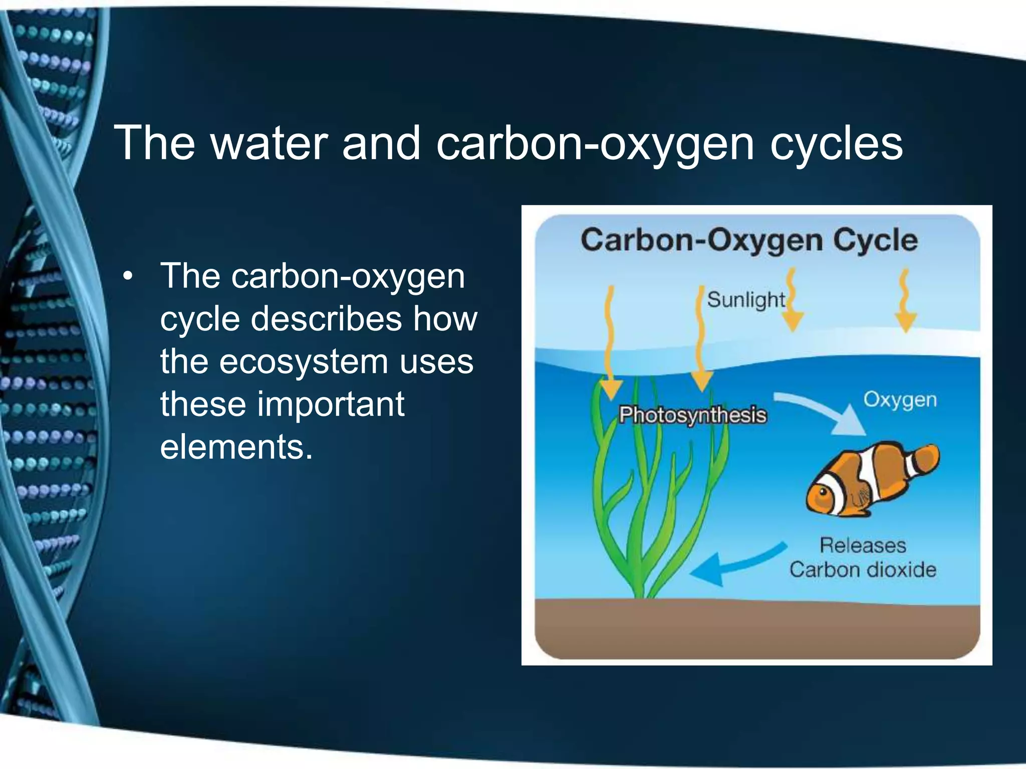 • The carbon-oxygen
cycle describes how
the ecosystem uses
these important
elements.
The water and carbon-oxygen cycles
 