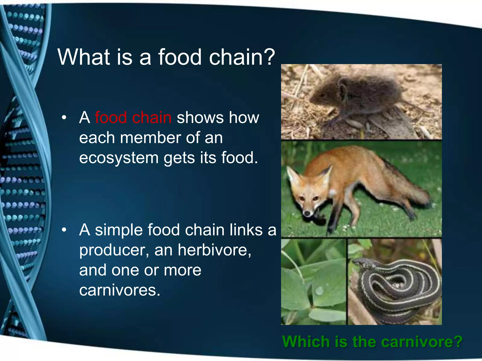 What is a food chain?
• A food chain shows how
each member of an
ecosystem gets its food.
• A simple food chain links a
producer, an herbivore,
and one or more
carnivores.
Which is the carnivore?
 
